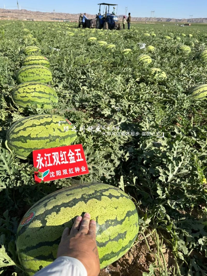 双红金五西瓜种子特甜正宗石头瓜种子耐重茬大号金城5号西瓜