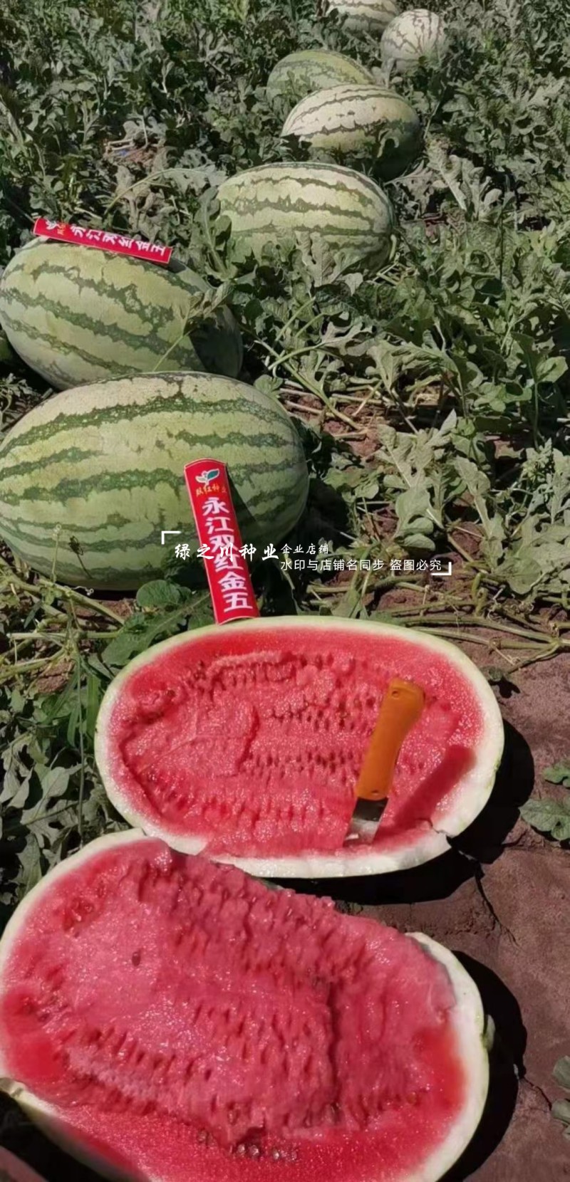 双红金五西瓜种子特甜正宗石头瓜种子耐重茬大号金城5号西瓜