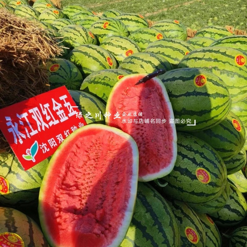 双红金五西瓜种子特甜正宗石头瓜种子耐重茬大号金城5号西瓜