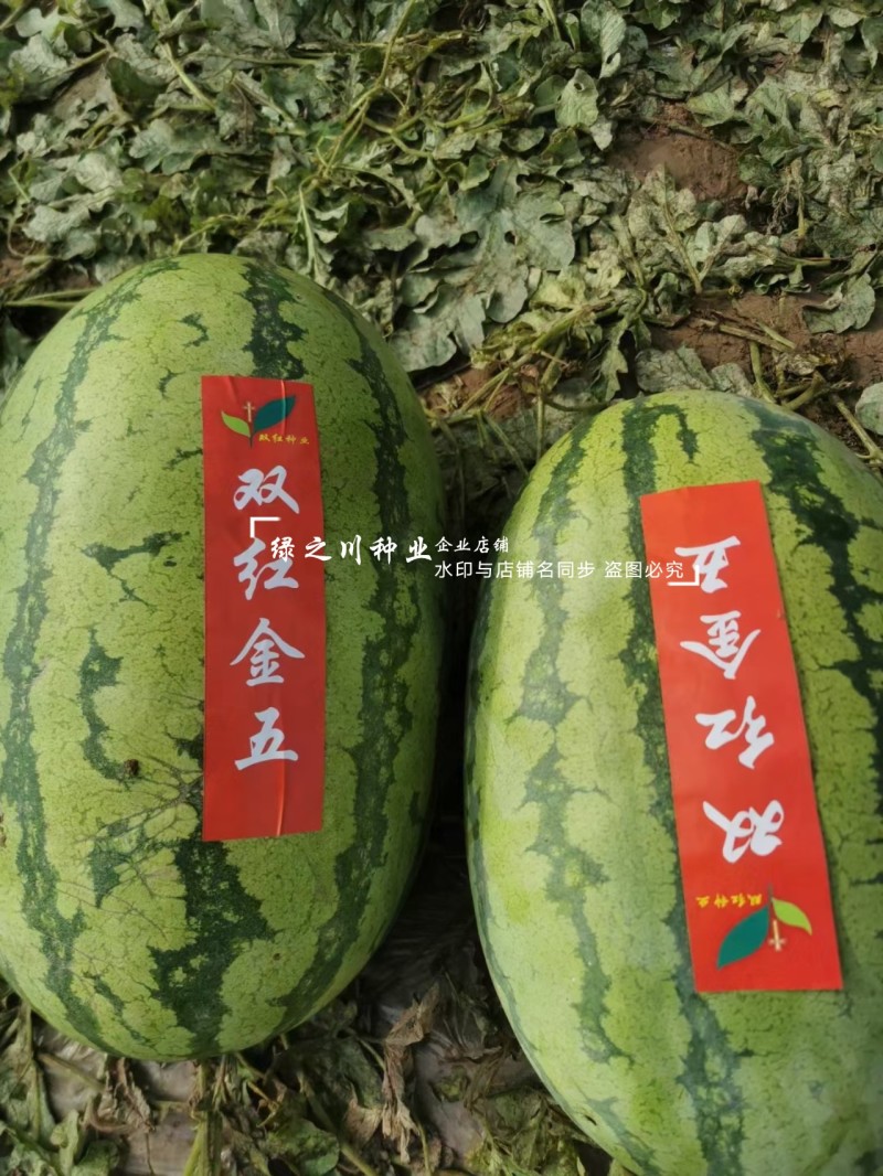 双红金五西瓜种子特甜正宗石头瓜种子耐重茬大号金城5号西瓜