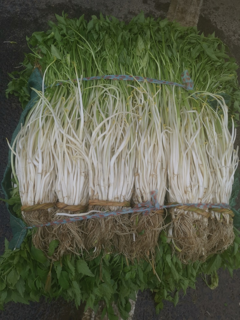 白芹芹芽水芹农家肥种植的土壅白芹芽基地