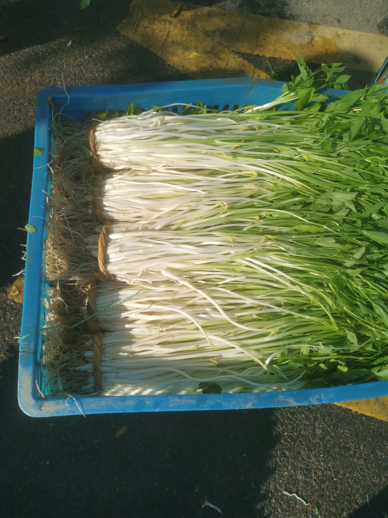 白芹芹芽水芹农家肥种植的土壅白芹芽基地