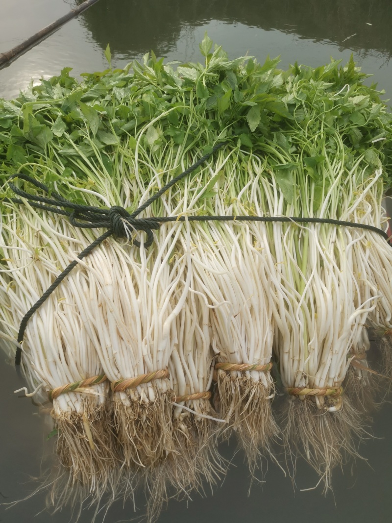 白芹芹芽水芹农家肥种植的土壅白芹芽基地