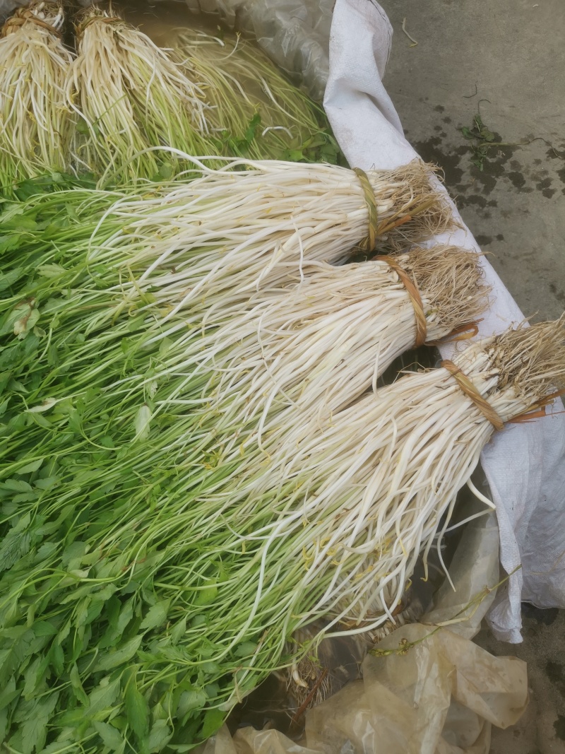 白芹芹芽水芹农家肥种植的土壅白芹芽基地