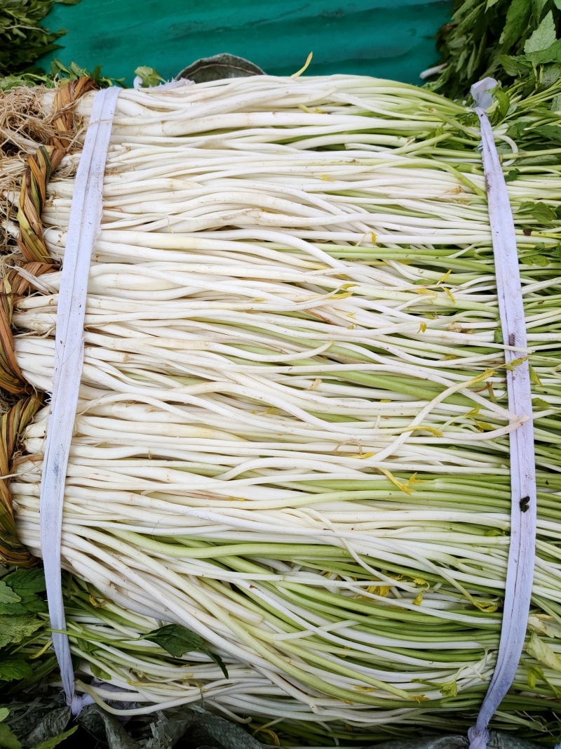 白芹芹芽水芹农家肥种植的土壅白芹芽基地