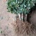 红白金银花盆栽地栽一至十五公分精品（清热去火）