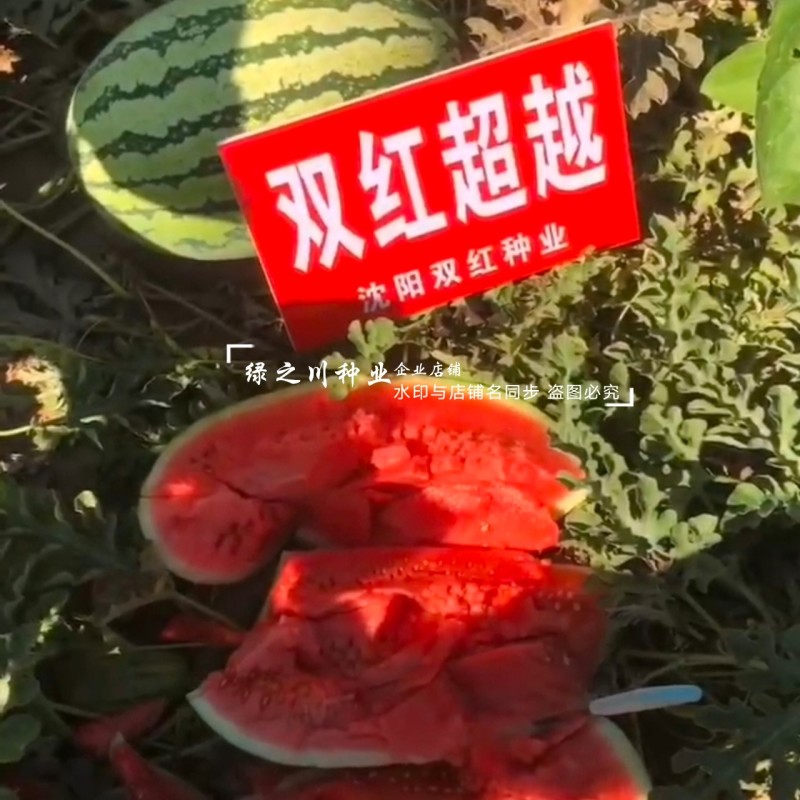 北方双红超越西瓜种子脆甜糖分高大红瓤椭圆形西瓜种籽耐重茬