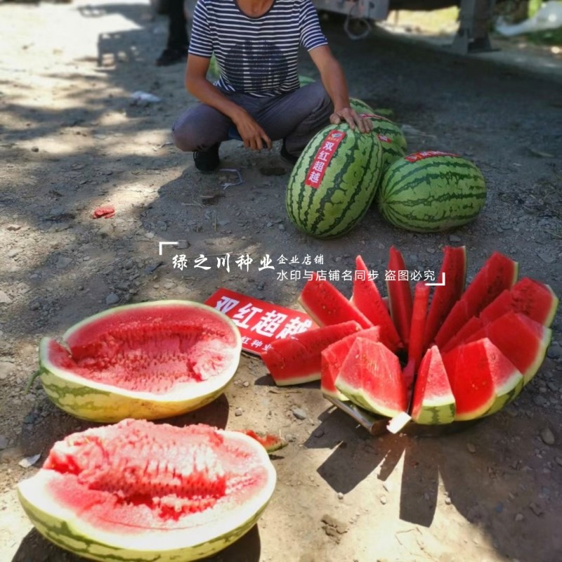 北方双红超越西瓜种子脆甜糖分高大红瓤椭圆形西瓜种籽耐重茬