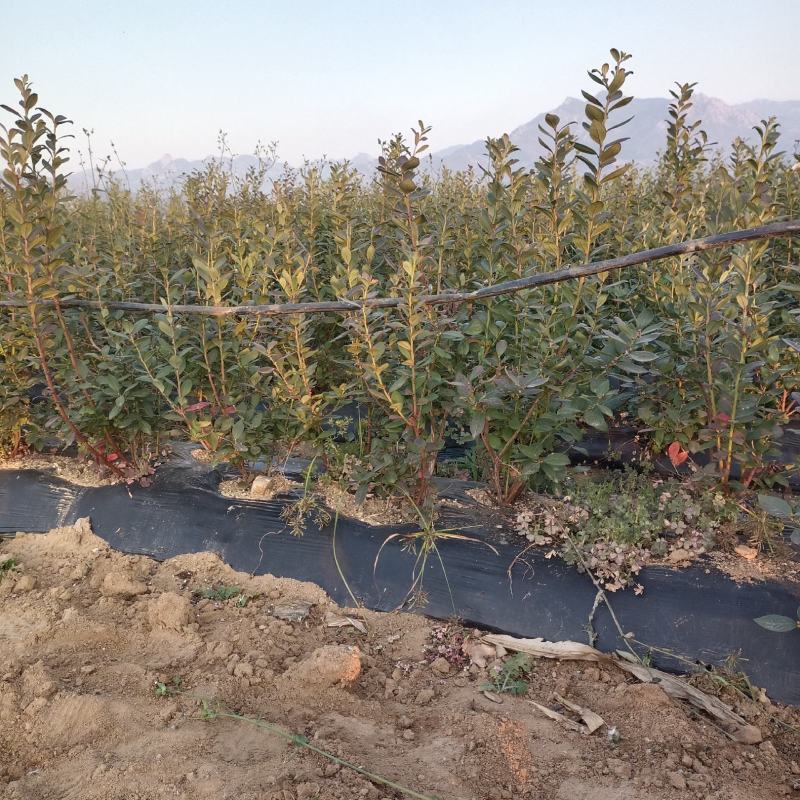 正宗脱毒组培蓝莓树苗，蓝莓1号，明星，L25，追雪，薄雾