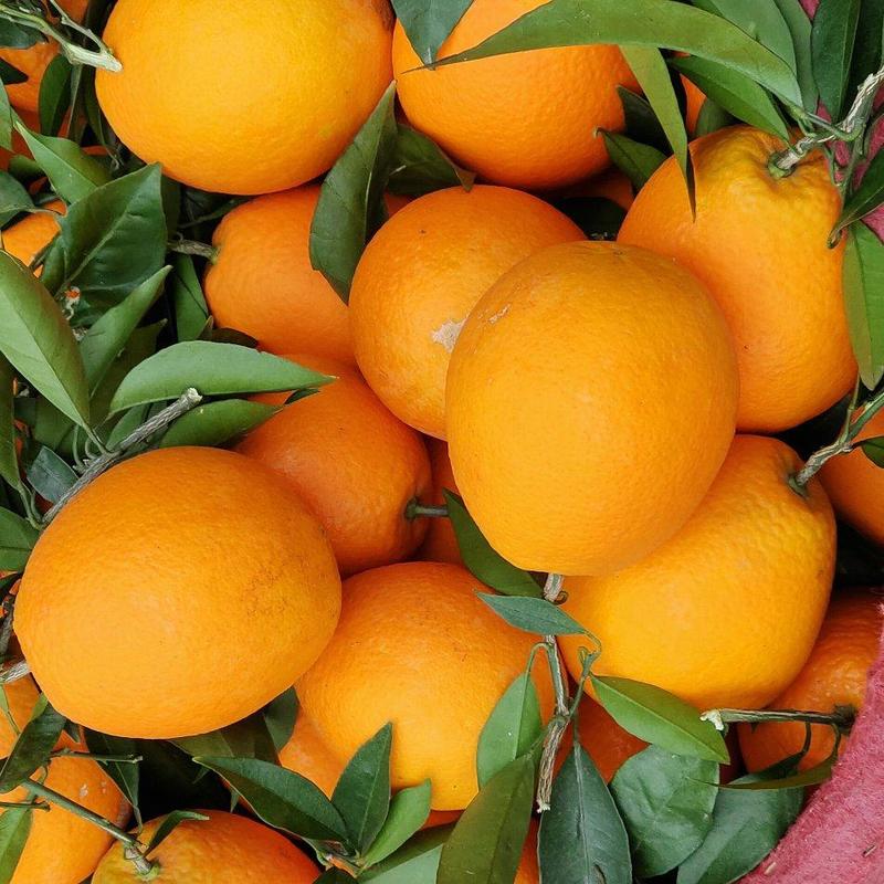 奉节脐橙纽荷尔质量好，高次，二级果，通货，电商果产地直发