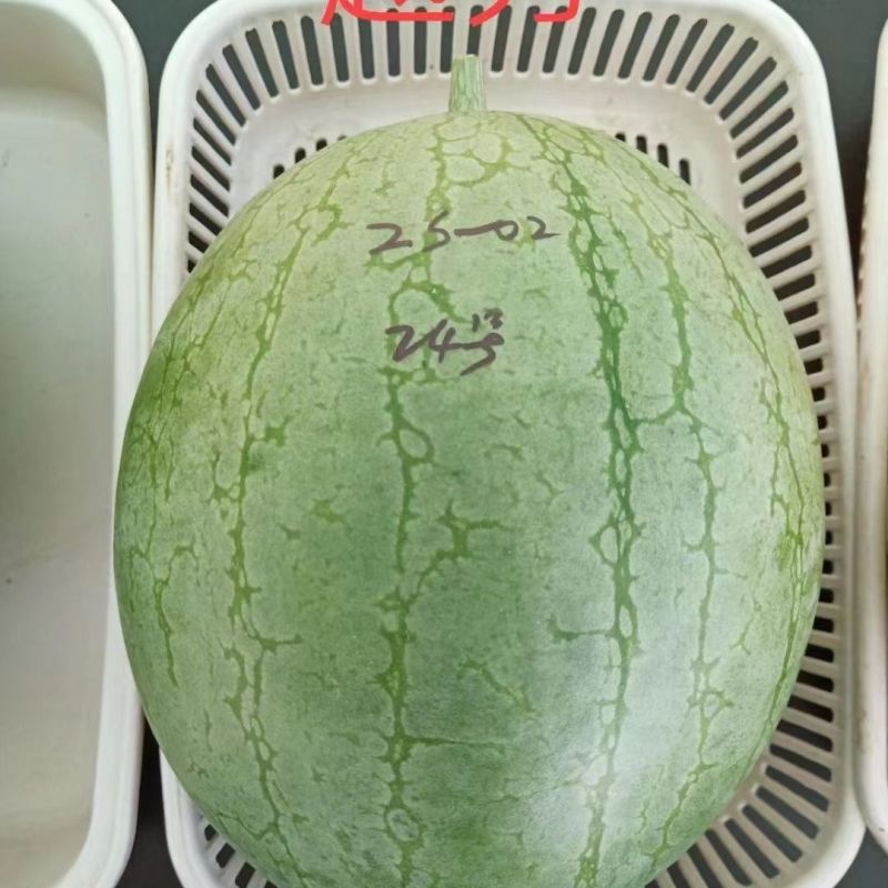 鼎优越秀西瓜种子嫩绿皮黄瓤礼品西瓜种籽糖度高黄心礼品瓜种