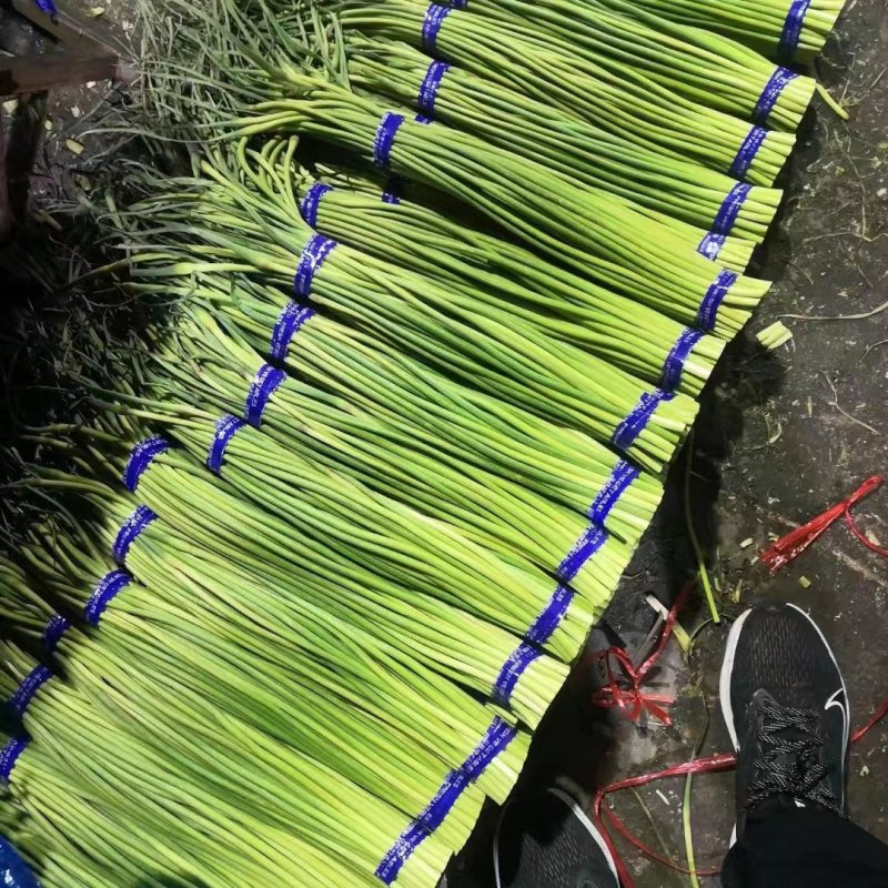 蒜苔商河顺盈大蒜销售部蒜苔耐储存条长冷库蒜苔