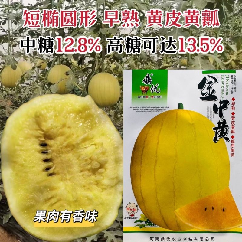 鼎优金中黄礼品西瓜种子早熟高糖黄皮黄瓤西瓜种籽短椭圆果肉