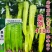 欧兰德皇剑418辣椒种子黄绿皮椒种子辣味适中羊角椒种籽椒