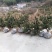 五针松，日本五针松，五叶松，松树，耐寒，短针，盆景，庭院