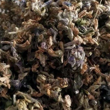 芫花药鱼草老鼠花闹鱼花头痛花闷头花头痛皮