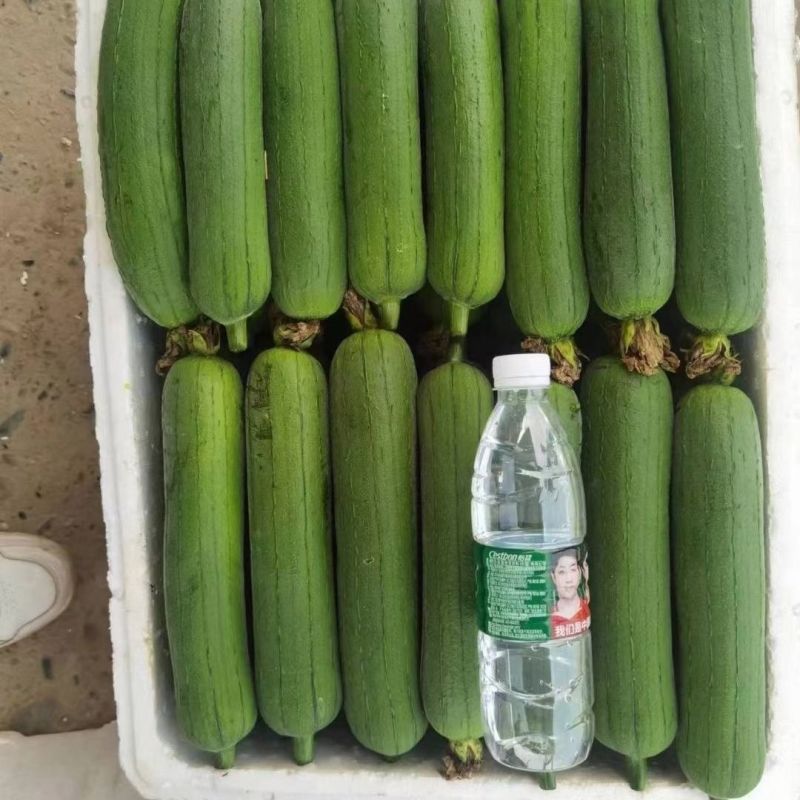 正品春润美味丝瓜种子白籽丝瓜水瓜种子汤色白早优16丝瓜种