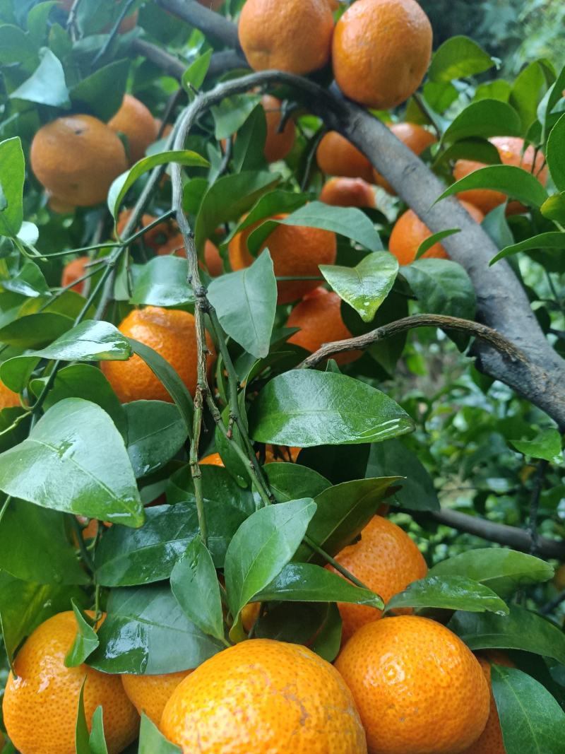 产地大量供应，砂糖橘，沃柑，默科特，橙子，等……