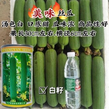 正品春润美味丝瓜种子白籽丝瓜水瓜种子汤色白早优16丝瓜种