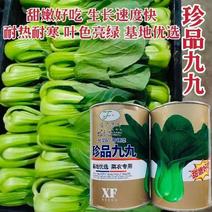 晓富蔬菜种籽珍品九九青梗菜种子甜嫩好吃小油菜种籽基地专用