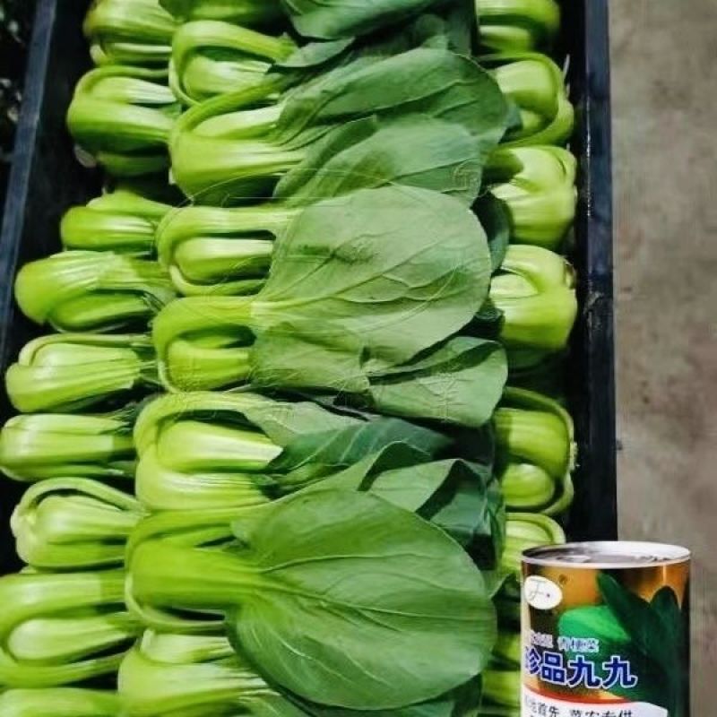 晓富蔬菜种籽珍品九九青梗菜种子甜嫩好吃小油菜种籽基地专用