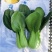 晓富蔬菜种籽珍品九九青梗菜种子甜嫩好吃小油菜种籽基地专用