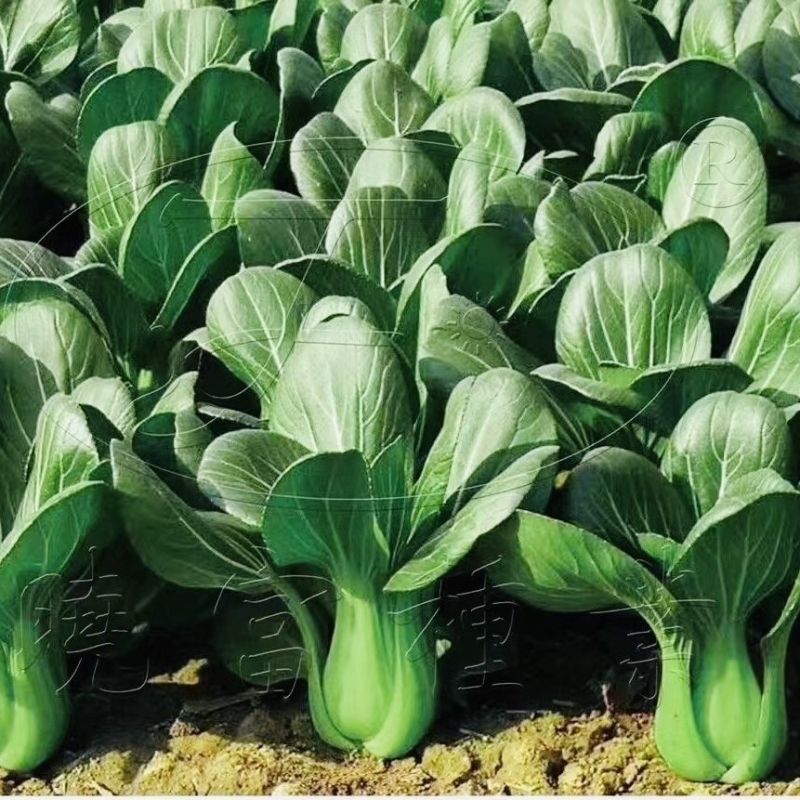 晓富蔬菜种籽珍品九九青梗菜种子甜嫩好吃小油菜种籽基地专用