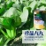 晓富蔬菜种籽珍品九九青梗菜种子甜嫩好吃小油菜种籽基地专用
