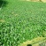晓富蔬菜种籽珍品九九青梗菜种子甜嫩好吃小油菜种籽基地专用