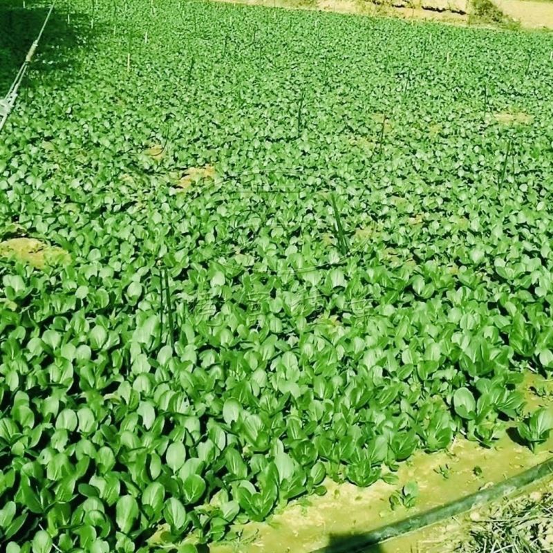 晓富蔬菜种籽珍品九九青梗菜种子甜嫩好吃小油菜种籽基地专用