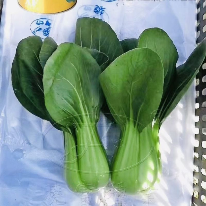 晓富蔬菜种籽珍品九九青梗菜种子甜嫩好吃小油菜种籽基地专用