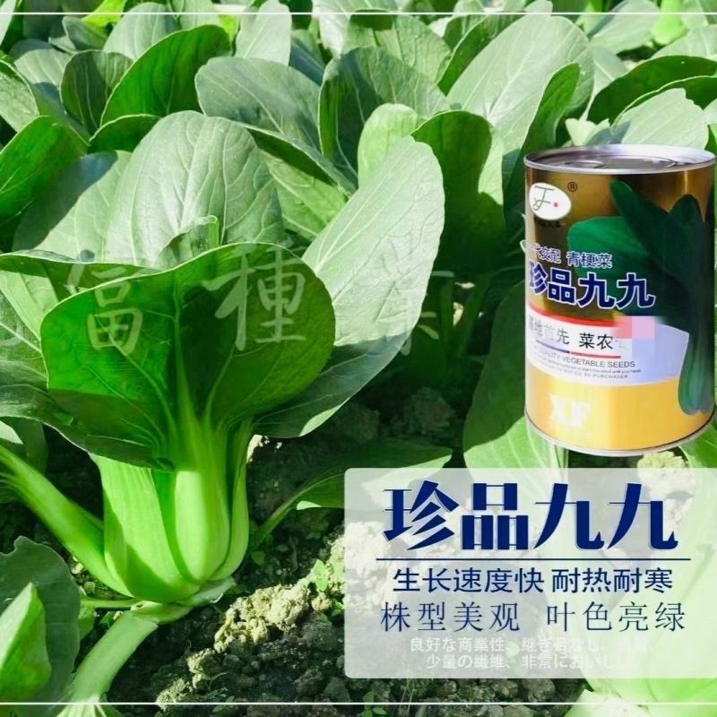 晓富蔬菜种籽珍品九九青梗菜种子甜嫩好吃小油菜种籽基地专用