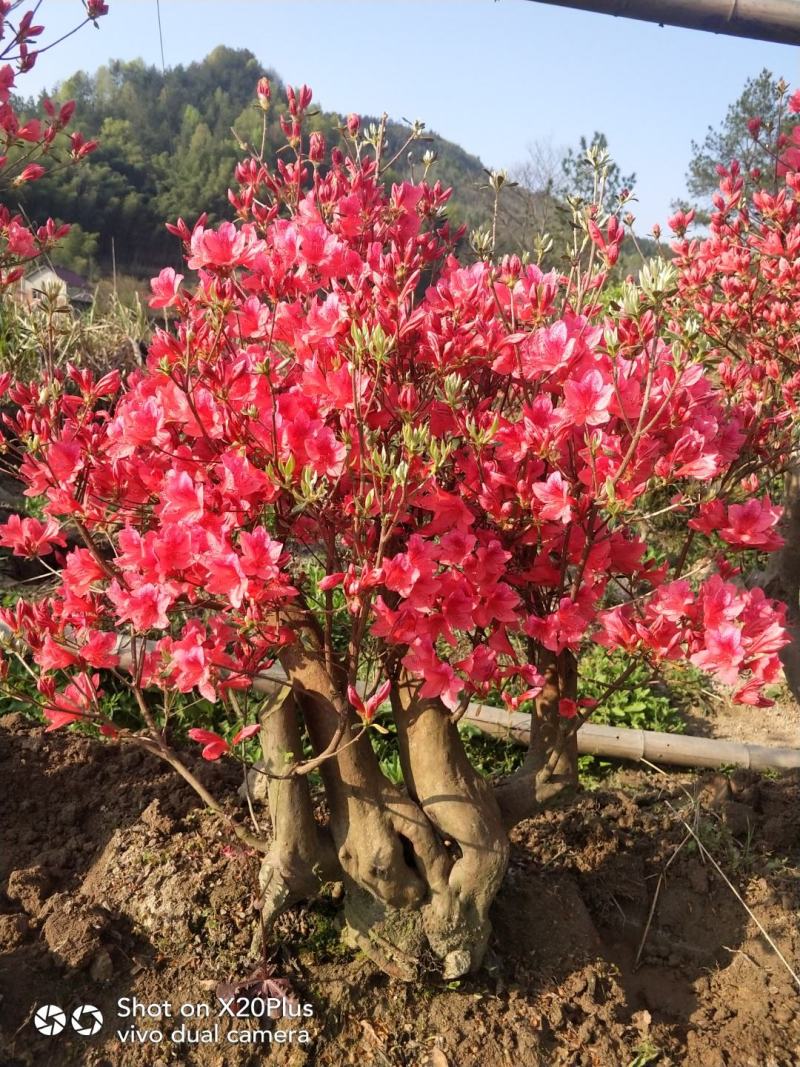 大别山映山红，杜鹃盆景，先花后叶，安徽安庆，