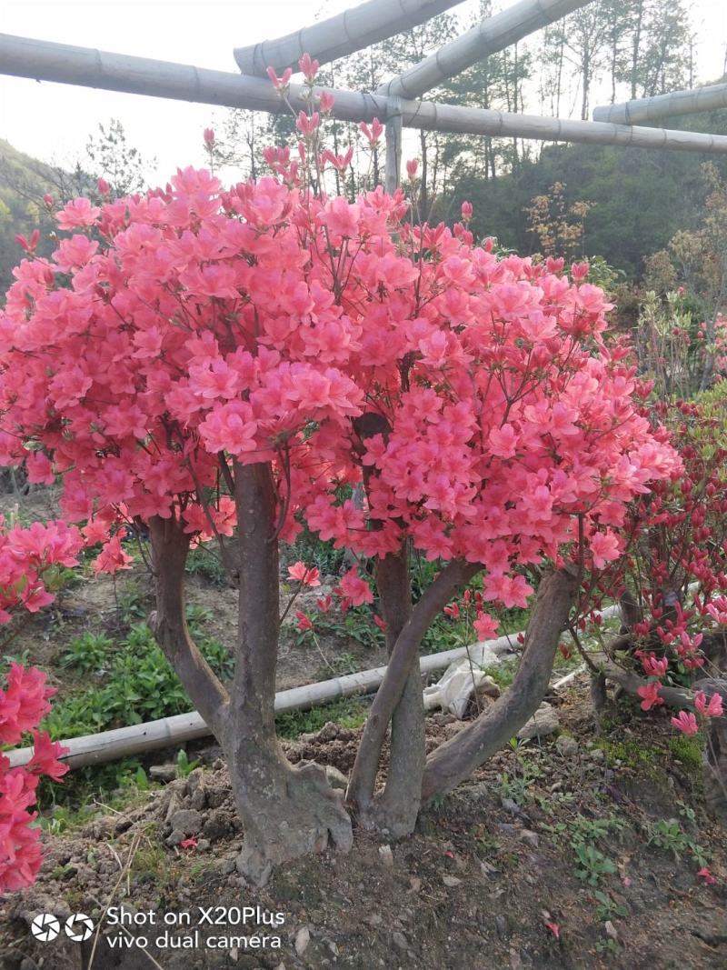 大别山映山红，杜鹃盆景，先花后叶，安徽安庆，