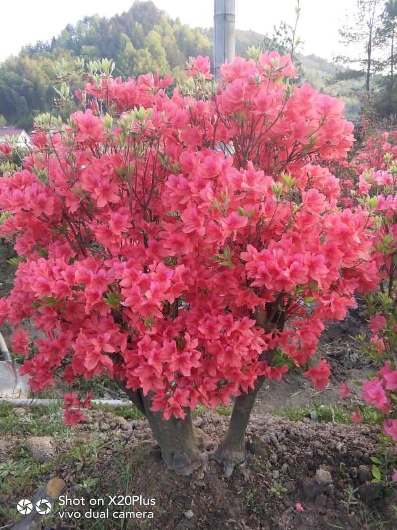 大别山映山红，杜鹃盆景，先花后叶，安徽安庆，