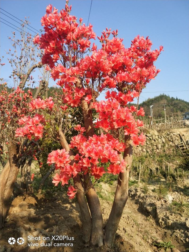 大别山映山红，杜鹃盆景，先花后叶，安徽安庆，