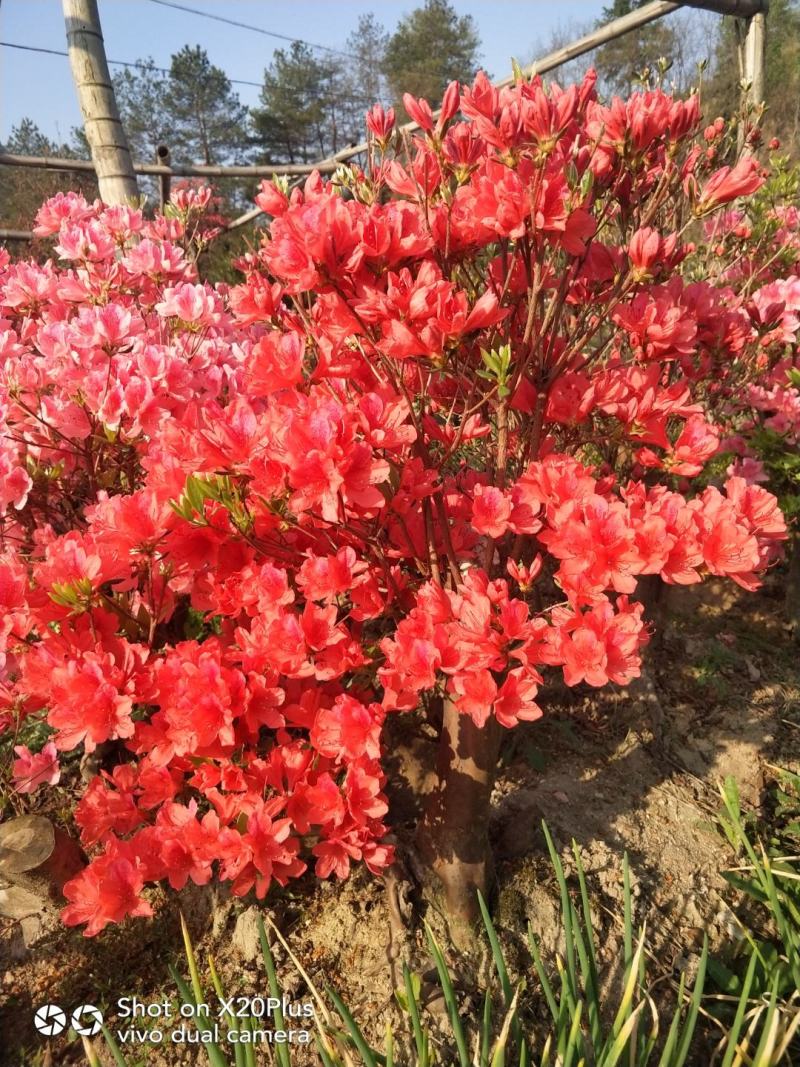 大别山映山红，杜鹃盆景，先花后叶，安徽安庆，