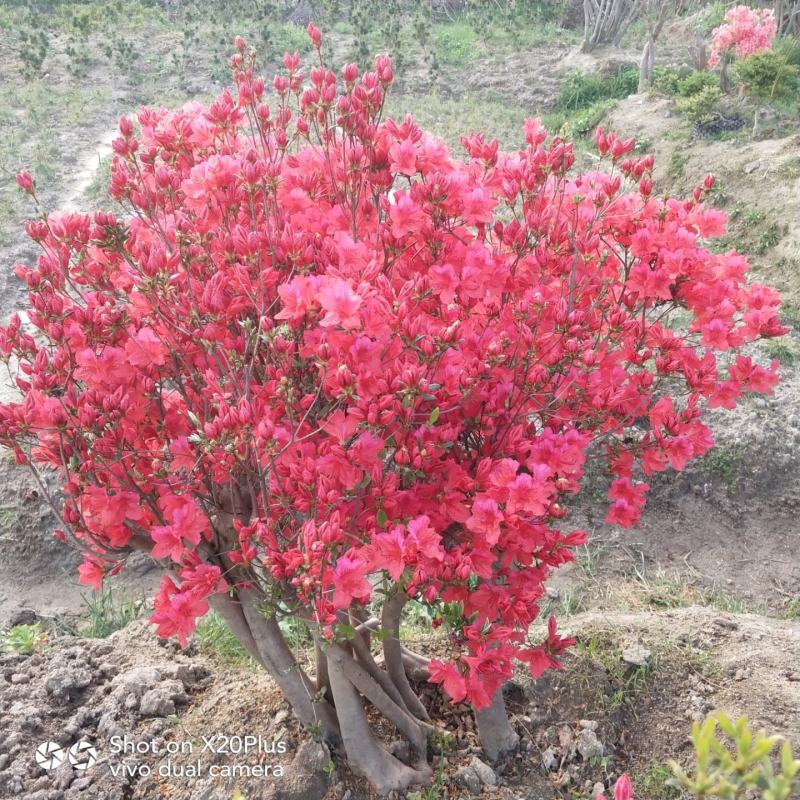 大别山映山红，杜鹃盆景，先花后叶，安徽安庆，