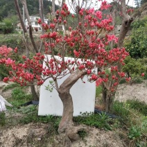 大别山映山红，杜鹃盆景，先花后叶，安徽安庆，