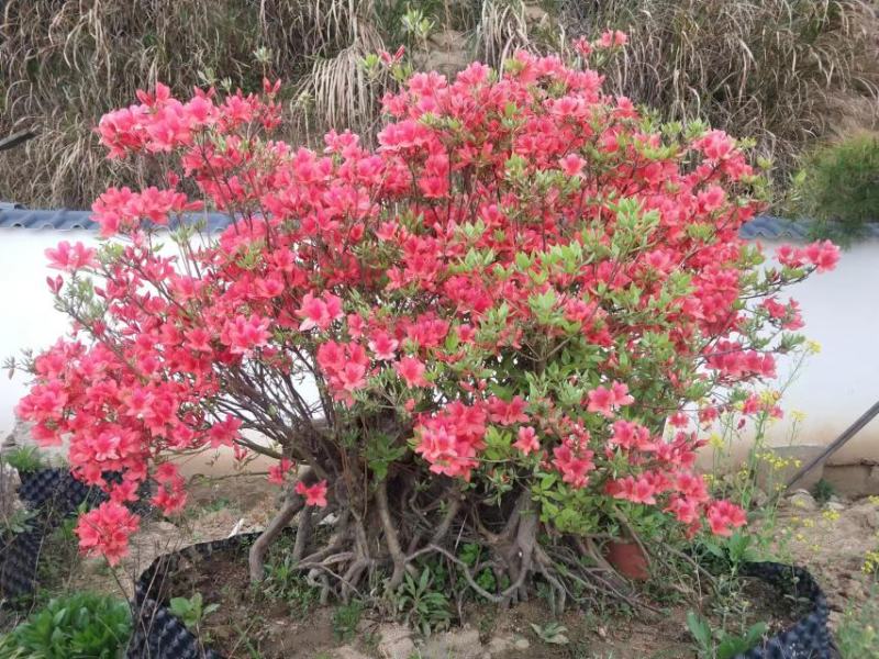 大别山映山红，杜鹃盆景，先花后叶，安徽安庆，