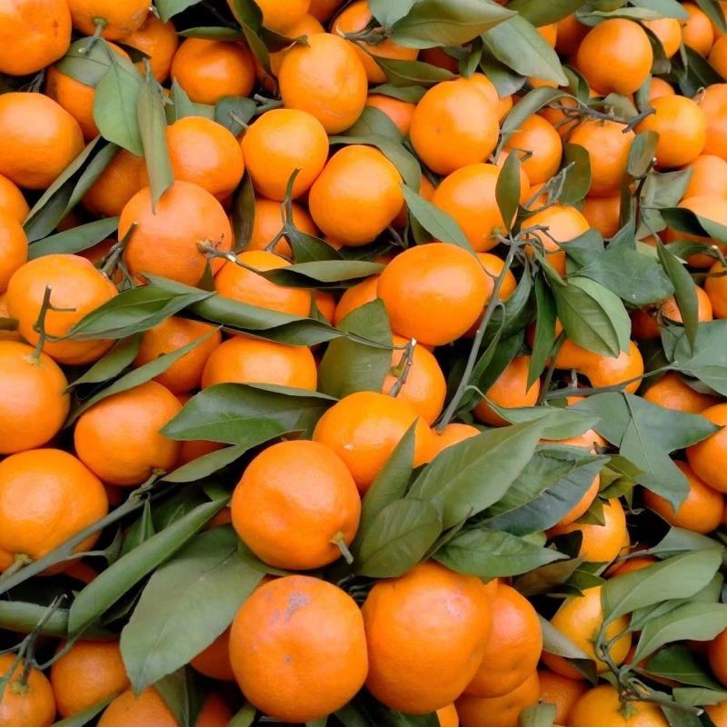 城固高山小叶桔正热销中，颜色好，口感甜，（日供30吨）