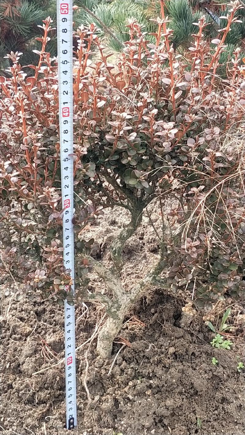 安徽珍珠黄杨大别山潜山正宗珍珠黄杨