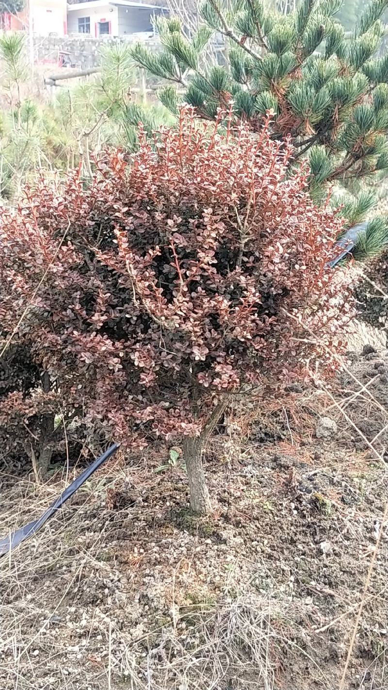 安徽珍珠黄杨大别山潜山正宗珍珠黄杨