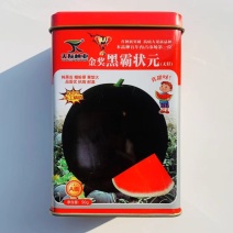 杂交中熟纯黑皮无籽西瓜种子圆果抗病耐湿皮薄坚韧f瓤大红色