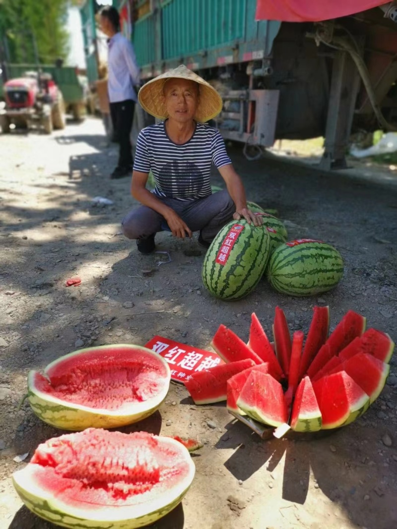 杂交无籽西瓜种子抗病性强耐重茬皮薄硬韧瓤大红色口感好