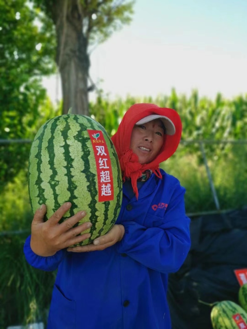 杂交无籽西瓜种子抗病性强耐重茬皮薄硬韧瓤大红色口感好