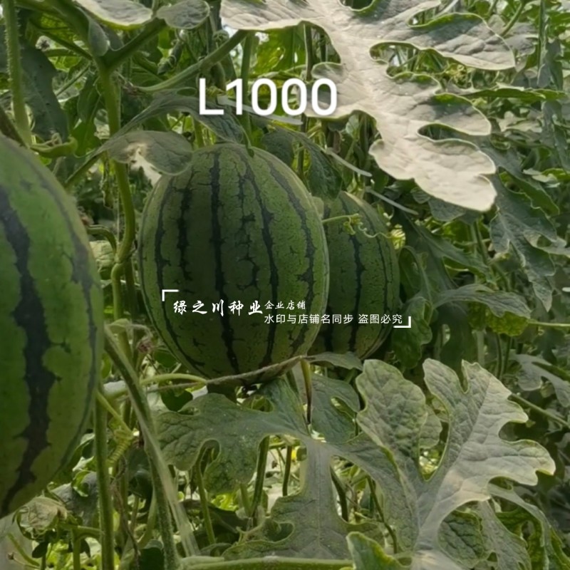 L1000礼品西瓜种子特甜耐裂糖度高达15度小型西瓜种子