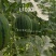 L1000礼品西瓜种子特甜耐裂糖度高达15度小型西瓜种子