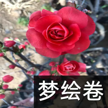 原生海棠苗原生梦绘卷海棠苗基地直销