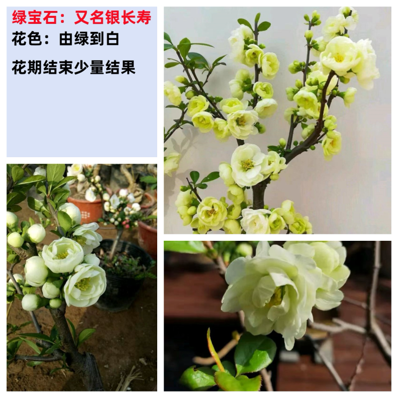 原生绿宝石海棠苗基地直销原生海棠扦插繁殖基地